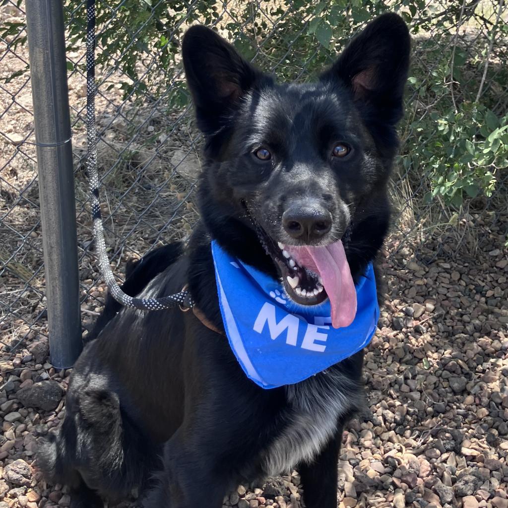 Drake, an adoptable German Shepherd Dog, Cattle Dog in Show Low, AZ, 85901 | Photo Image 2