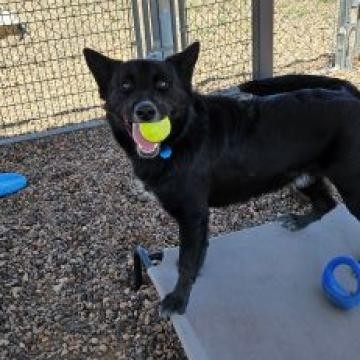 Drake, an adoptable German Shepherd Dog, Cattle Dog in Show Low, AZ, 85901 | Photo Image 3