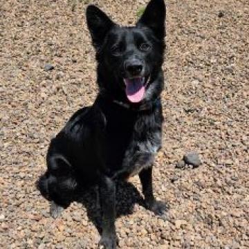 Drake, an adoptable German Shepherd Dog, Cattle Dog in Show Low, AZ, 85901 | Photo Image 3