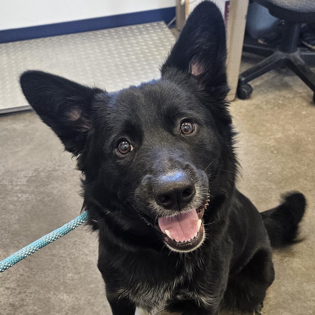 Drake, an adoptable German Shepherd Dog, Cattle Dog in Show Low, AZ, 85901 | Photo Image 4