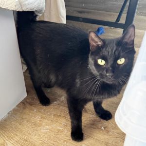 Mama Frost, Adult Female Domestic Short Hair