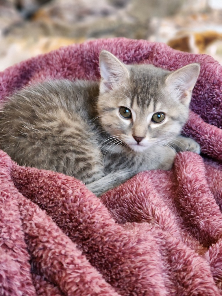 Thing 1, an adoptable Domestic Short Hair in Great Bend, KS, 67530 | Photo Image 2