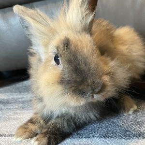 This sweet lionhead Ramona was surrendered to us after an accident at her home left her needing an u