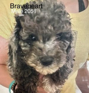 Braveheart #2051 Poodle Dog