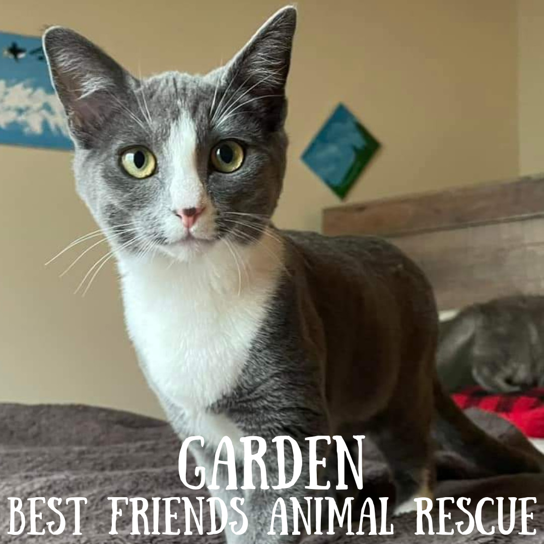 Garden, an adoptable Domestic Medium Hair in Wasilla, AK, 99654 | Photo Image 2