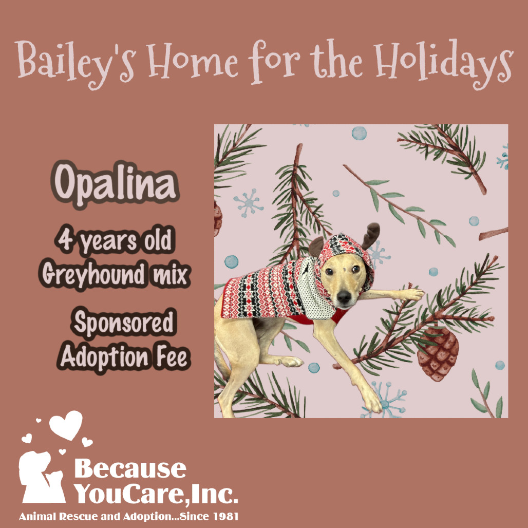 Opalina, an adoptable Greyhound, Shepherd in McKean, PA, 16426 | Photo Image 1