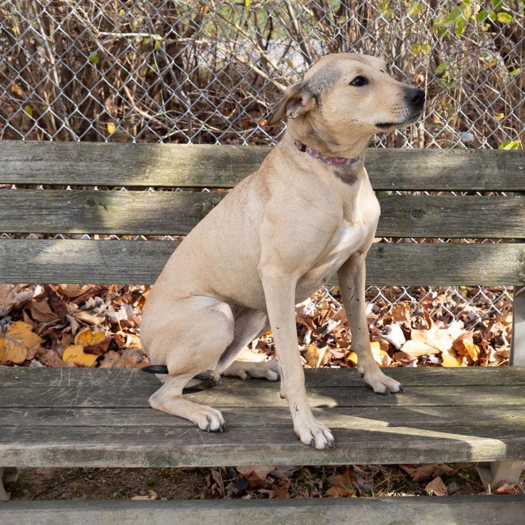 Opalina, an adoptable Greyhound, Shepherd in McKean, PA, 16426 | Photo Image 2