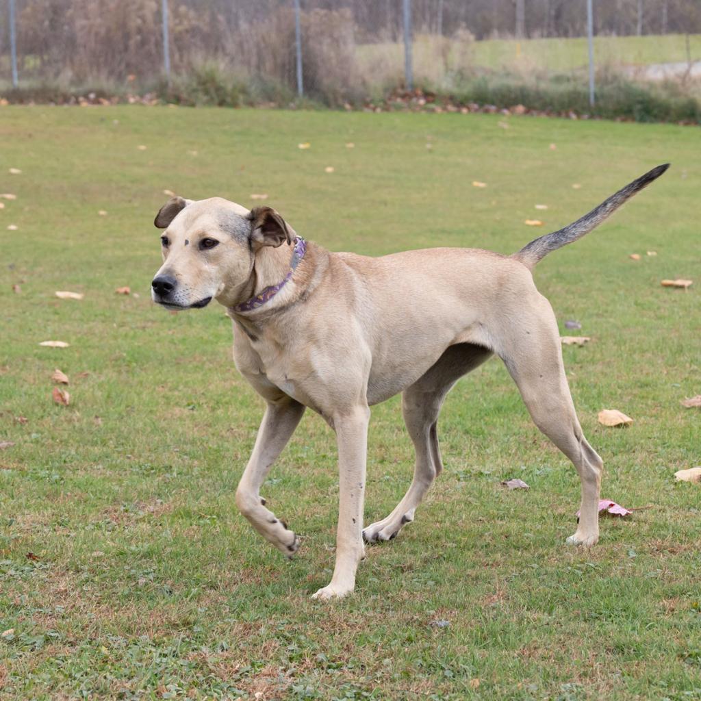 Opalina, an adoptable Greyhound, Shepherd in McKean, PA, 16426 | Photo Image 3