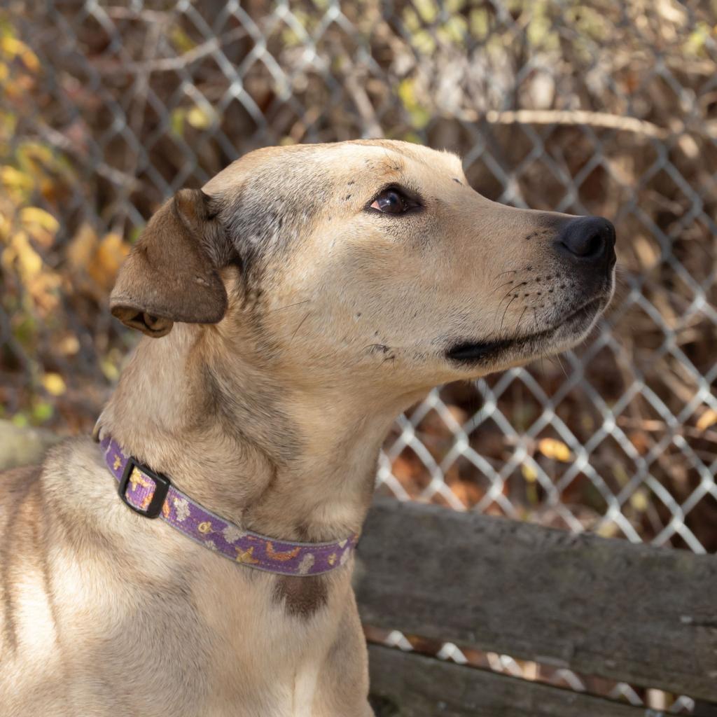 Opalina, an adoptable Greyhound, Shepherd in McKean, PA, 16426 | Photo Image 4