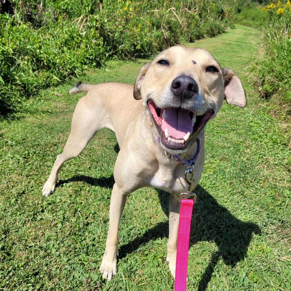 Opalina, an adoptable Greyhound, Shepherd in McKean, PA, 16426 | Photo Image 5