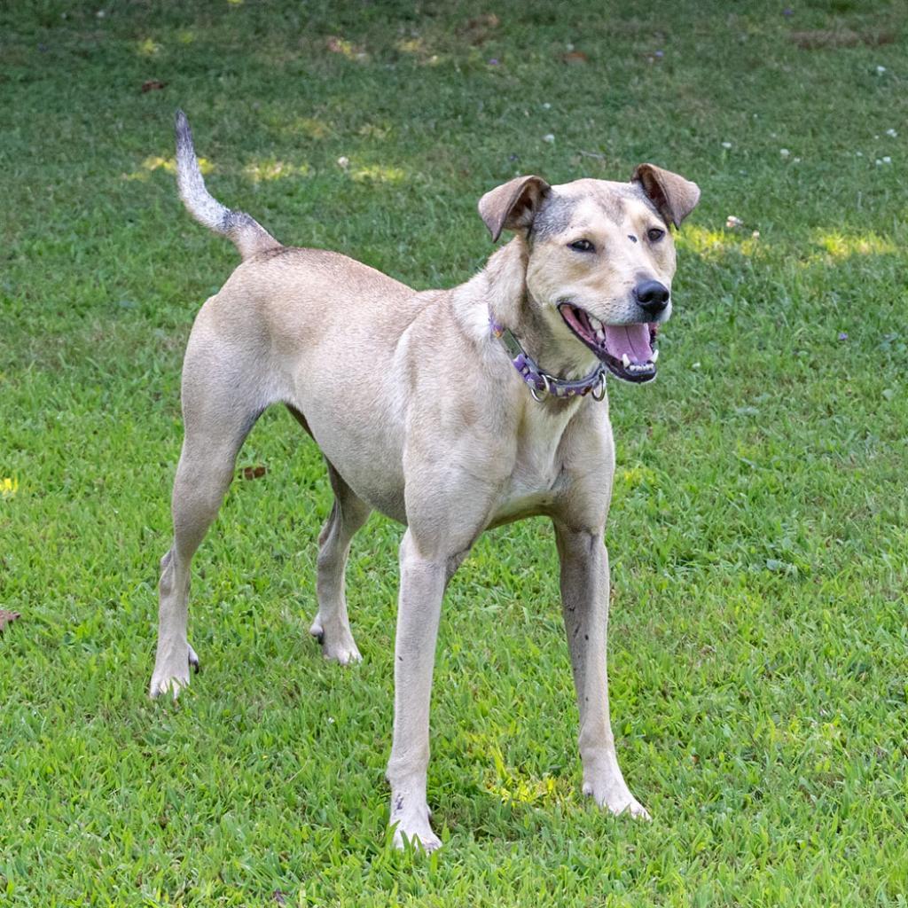 Opalina, an adoptable Greyhound, Shepherd in McKean, PA, 16426 | Photo Image 6