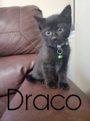 Draco Domestic Short Hair Cat