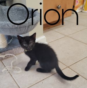 Orion Domestic Short Hair Cat