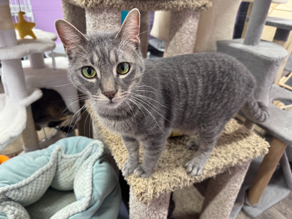 Nova II, an adoptable Domestic Short Hair in Boerne, TX, 78006 | Photo Image 1