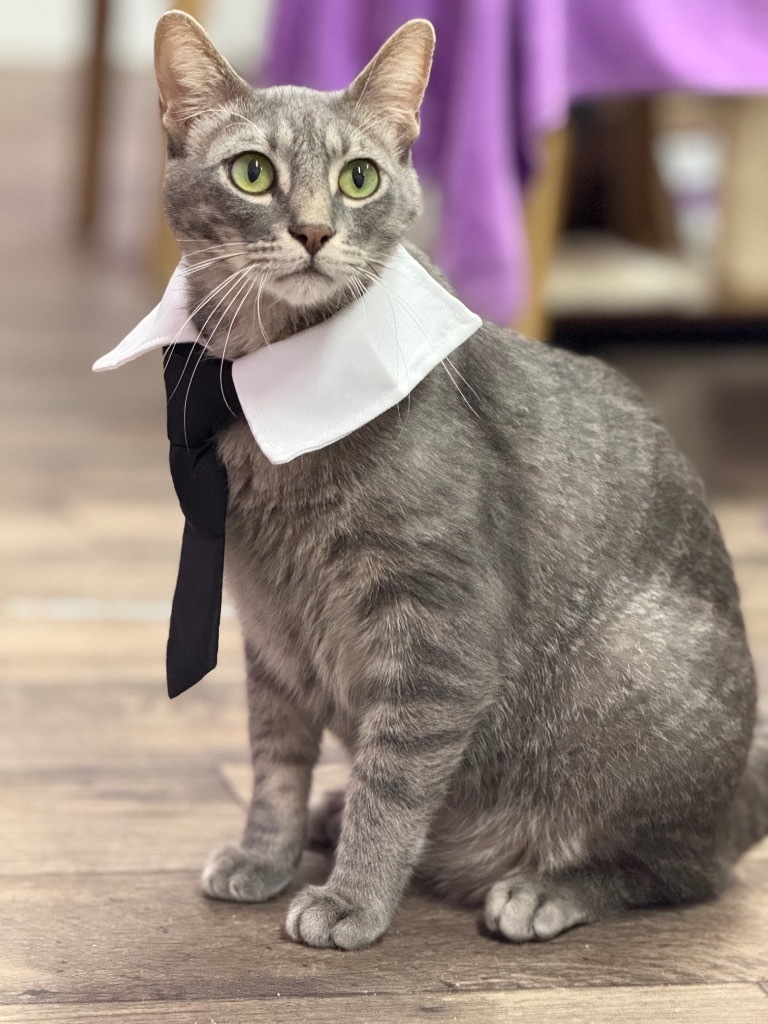 Nova II, an adoptable Domestic Short Hair in Boerne, TX, 78006 | Photo Image 1
