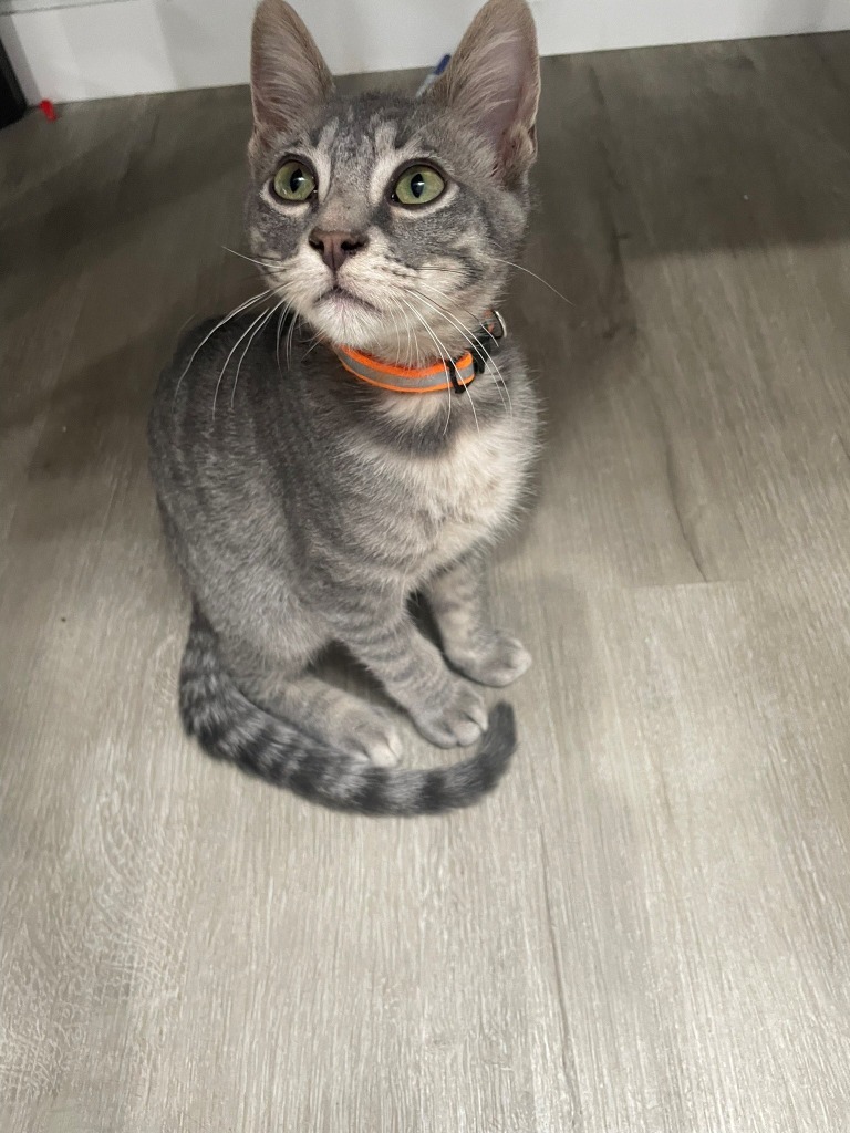 Nova II, an adoptable Domestic Short Hair in Boerne, TX, 78006 | Photo Image 4