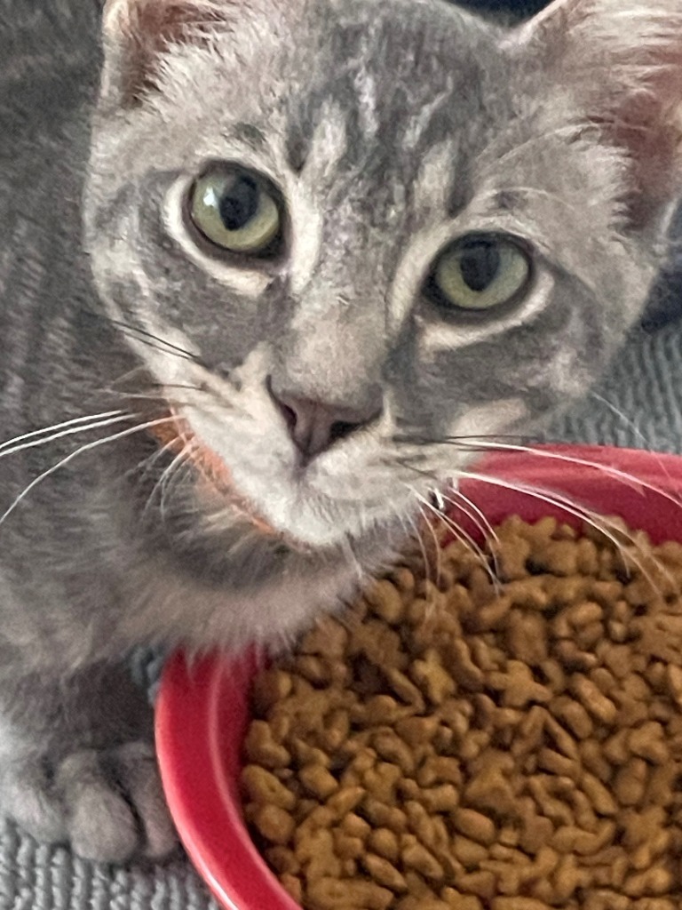 Nova II, an adoptable Domestic Short Hair in Boerne, TX, 78006 | Photo Image 5