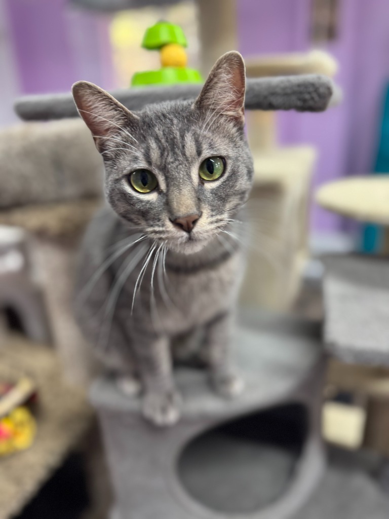 Nova II, an adoptable Domestic Short Hair in Boerne, TX, 78006 | Photo Image 6