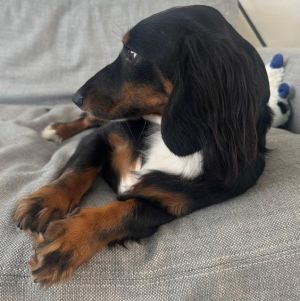 Sirius is a gorgeous 1 year old neutered piebald purebred long hair Dachshund A very sweet boy He