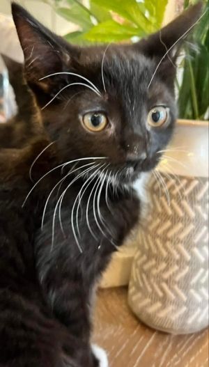 Meet DC comics favorites Batman He is a 10 week old male tuxedo He is full of energy and loves