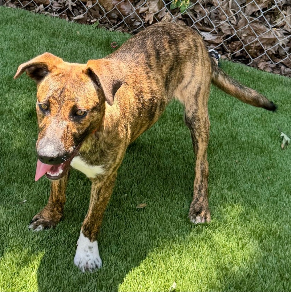 Ruckus, an adoptable Catahoula Leopard Dog in Sunrise Beach, MO, 65079 | Photo Image 1