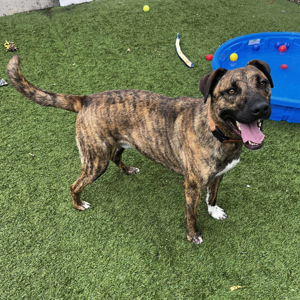 Ruckus, an adoptable Catahoula Leopard Dog in Sunrise Beach, MO, 65079 | Photo Image 1