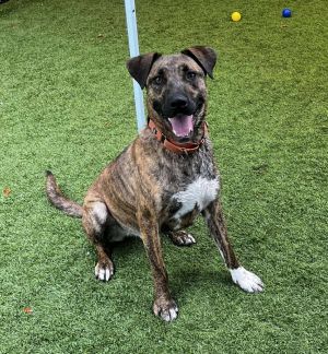 Ruckus, Young Male Catahoula Leopard Dog