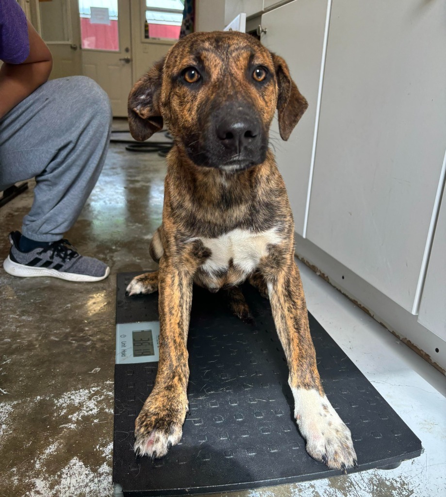 Ruckus, an adoptable Catahoula Leopard Dog in Sunrise Beach, MO, 65079 | Photo Image 2