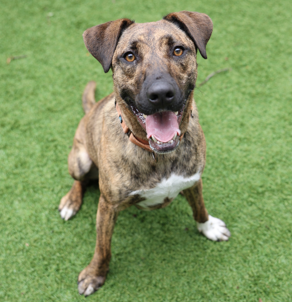 Ruckus, an adoptable Catahoula Leopard Dog in Sunrise Beach, MO, 65079 | Photo Image 5
