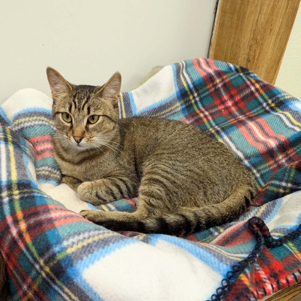 Lunchbox, an adoptable Domestic Short Hair in Sunrise Beach, MO, 65079 | Photo Image 1