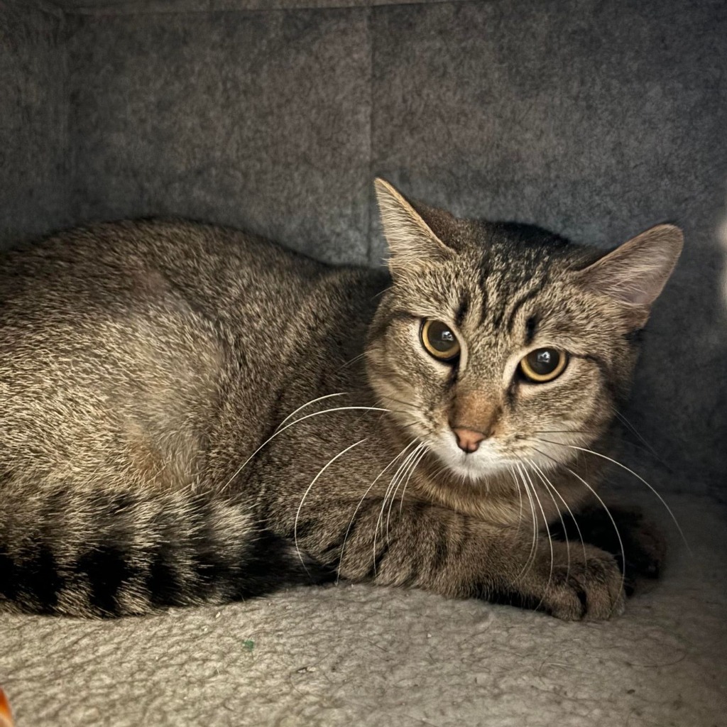 Lunchbox, an adoptable Domestic Short Hair in Sunrise Beach, MO, 65079 | Photo Image 2