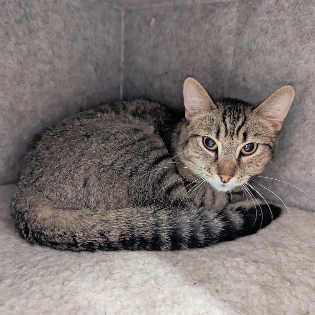 Lunchbox, an adoptable Domestic Short Hair in Sunrise Beach, MO, 65079 | Photo Image 3