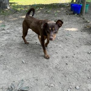 Timber, Adult Male Labrador Retriever