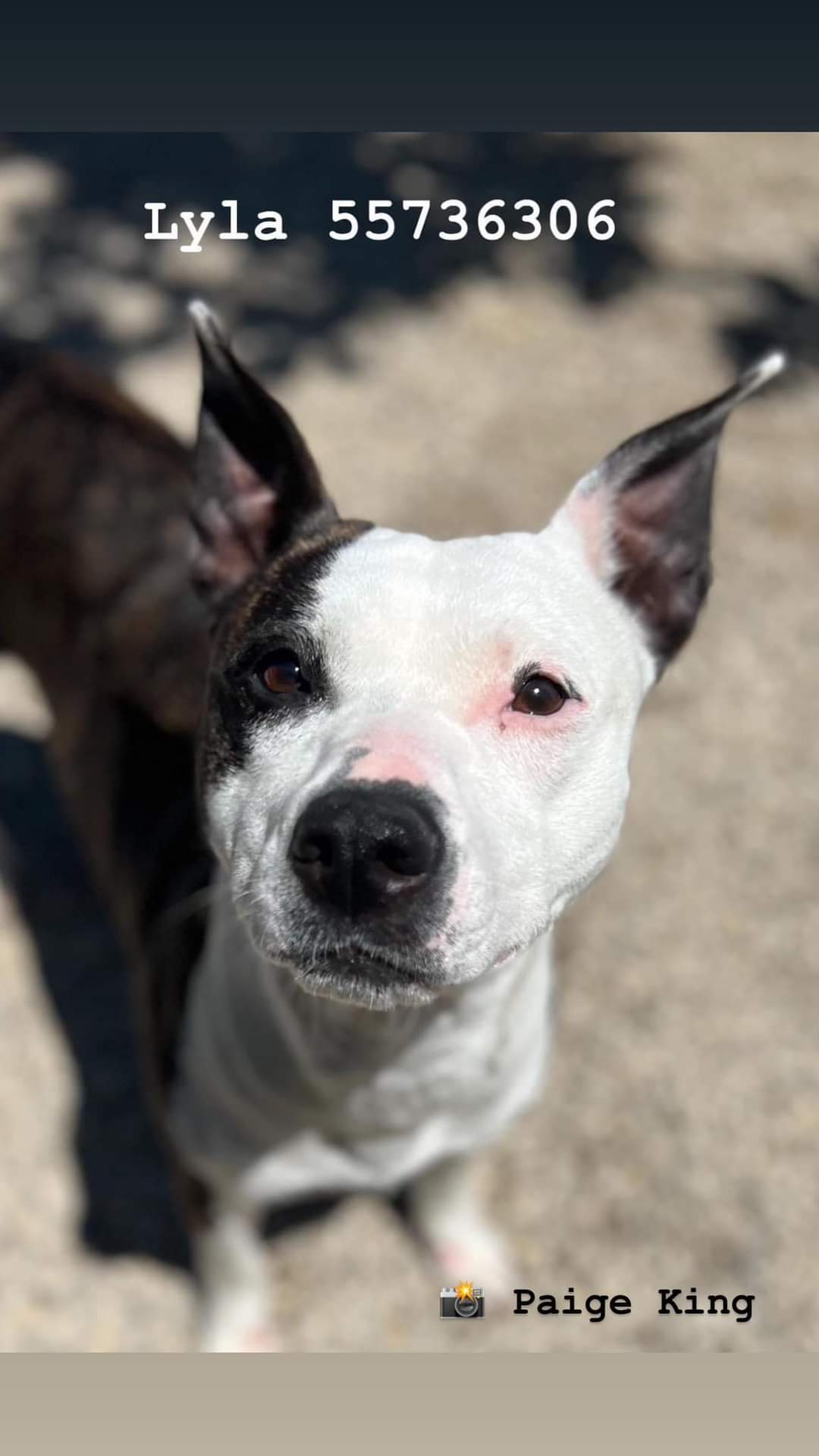 Lyla, an adoptable Pit Bull Terrier in Arlee, MT, 59821 | Photo Image 1