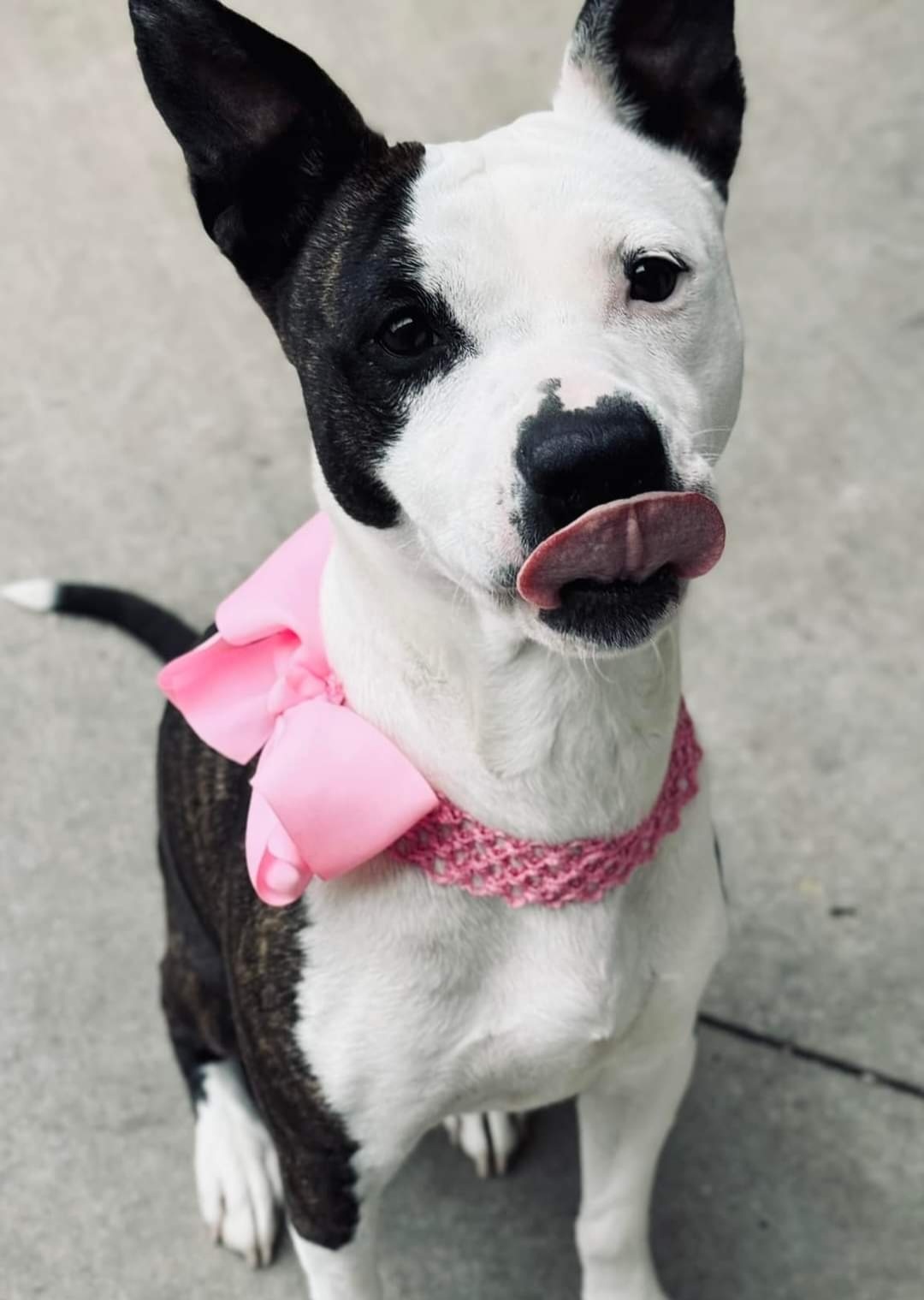 Lyla, an adoptable Pit Bull Terrier in Arlee, MT, 59821 | Photo Image 2