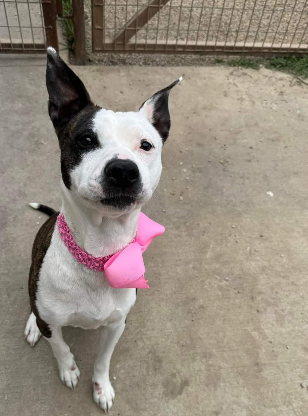 Lyla, an adoptable Pit Bull Terrier in Arlee, MT, 59821 | Photo Image 3