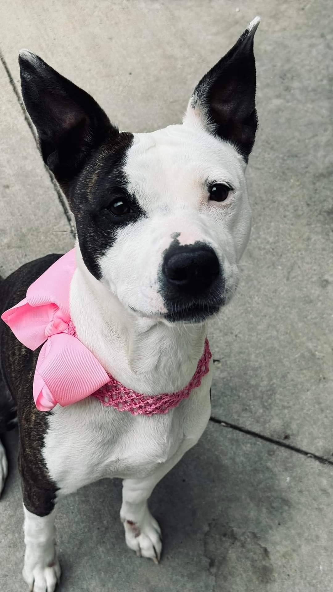 Lyla, an adoptable Pit Bull Terrier in Arlee, MT, 59821 | Photo Image 4