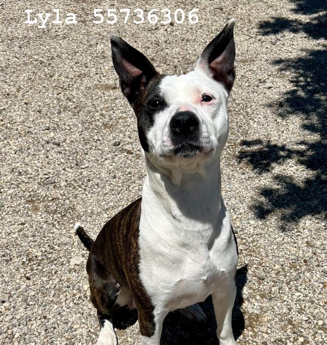 Lyla, an adoptable Pit Bull Terrier in Arlee, MT, 59821 | Photo Image 5