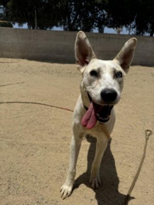 ADDISON Mixed Breed Dog