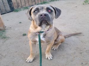 I WAS FOUND AT 3400 BLOCK ORANGE AVE LONG BEACH CA IN LONG BEACHMy adoption evaluation date is 05