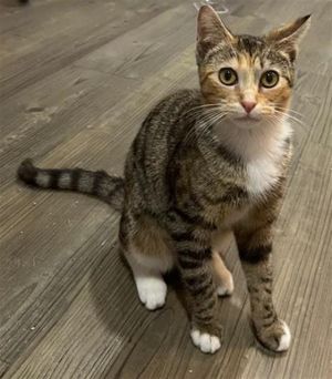ANTONIA Domestic Short Hair Cat