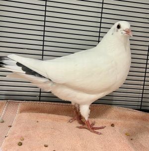 Daffodil is a very young pigeon whos looking for a forever home They were found in the bushes in M