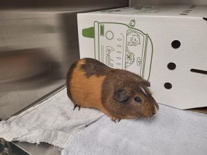 Hi there My name is Tilda and Im a guinea pig who is looking for a forever home I was