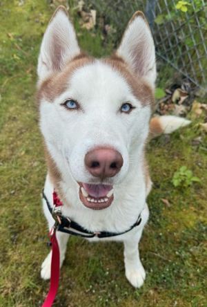 Hi My name is Koda and I am available for adoption I was returned to the shelter due to having