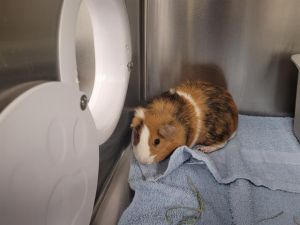 Hi there My name is Terri and Im a guinea pig who is looking for a forever home I was