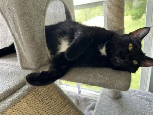 Hera Bear - $30 Adoption Fee and FREE Gift Bag American Shorthair Cat