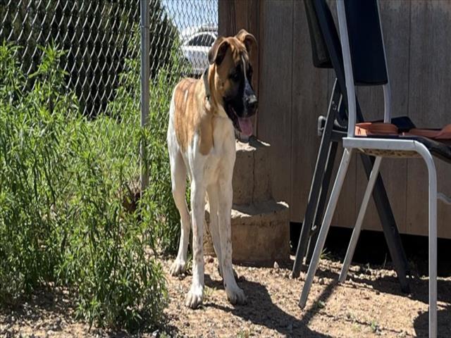 ROCKY, an adoptable Mixed Breed in Santa Fe, NM, 87507 | Photo Image 1