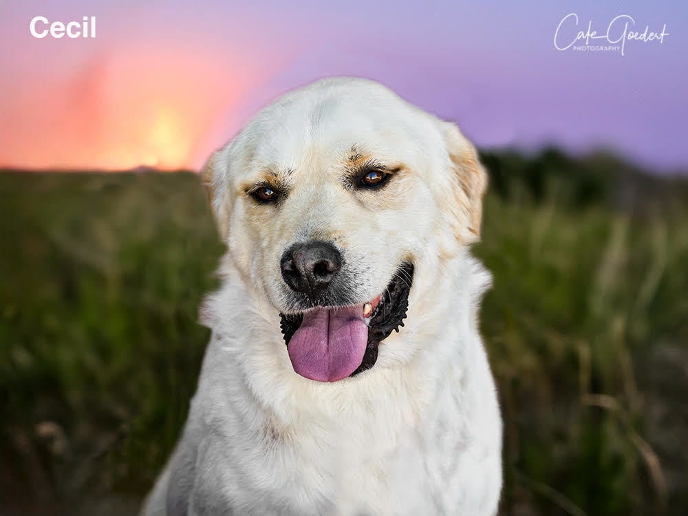 CECIL, an adoptable Mixed Breed in Santa Fe, NM, 87507 | Photo Image 1