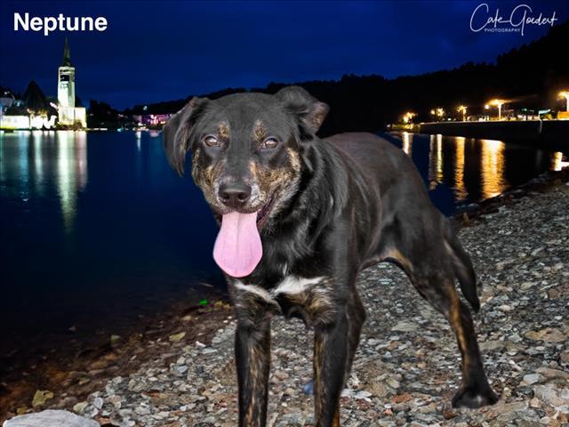 NEPTUNE, an adoptable Mixed Breed in Santa Fe, NM, 87507 | Photo Image 1