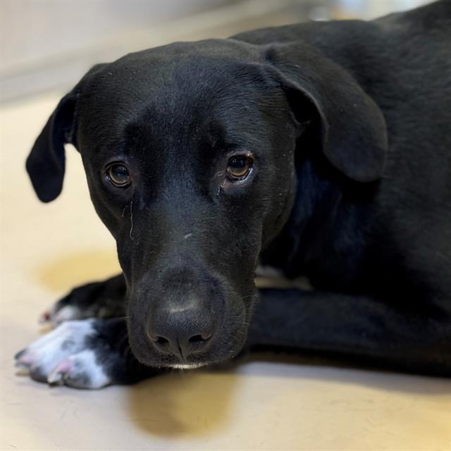 Dog, an adoptable Labrador Retriever, Mixed Breed in Blythe, CA, 92225 | Photo Image 1